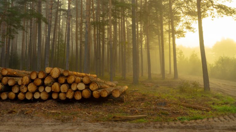 Zgromadzone pnie drzew leżą na ziemi w lesie, w tle mgła i drzewa. Jasne światło na horyzoncie.