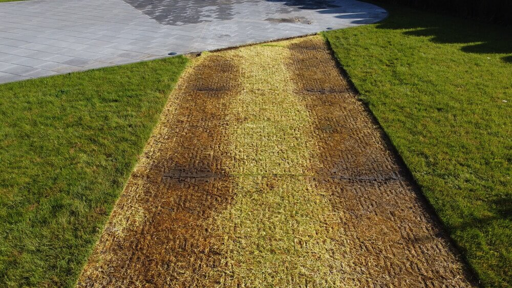 Ścieżka na trawniku z wyschniętą, brązową trawą, otoczona zieloną, zdrową trawą. Szare płytki w tle.