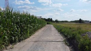 Droga wśród wysokiego zboża, z pola w tle i niebem pełnym chmur.